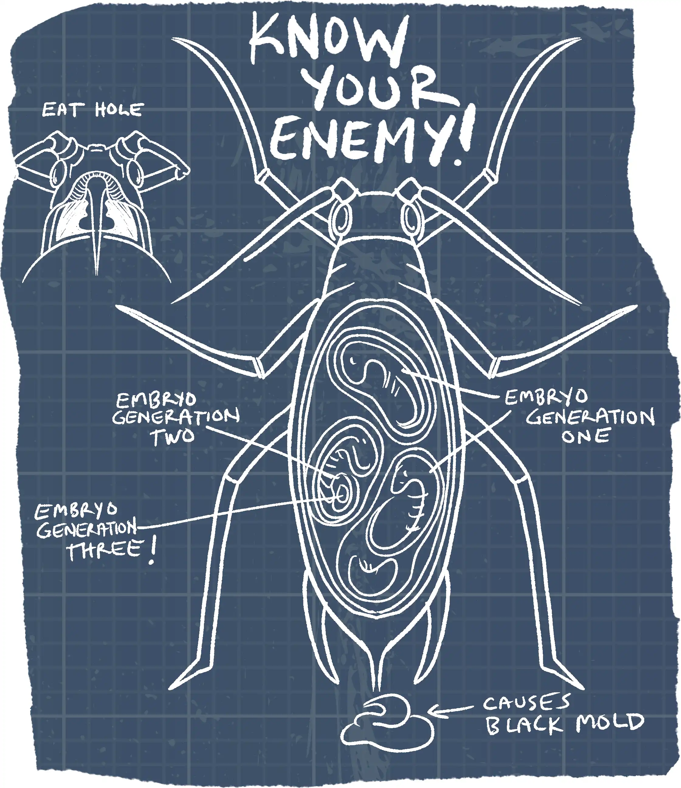 Diagram of an aphid, labeled like a field guide or enemy-identification chart