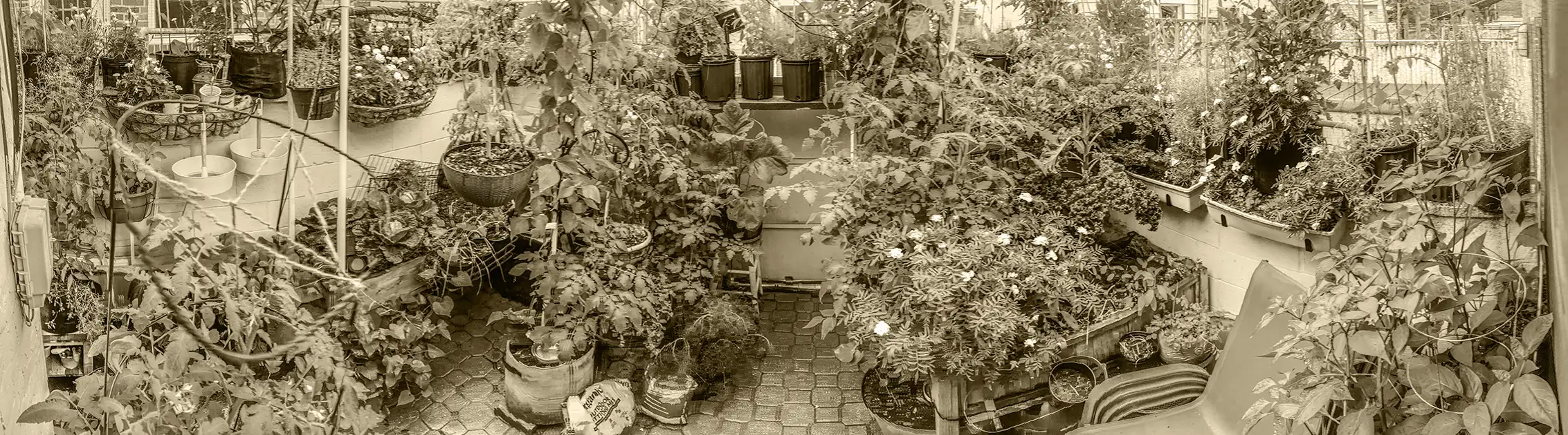 Container garden, Mid-Atlantic, United States, June 2026