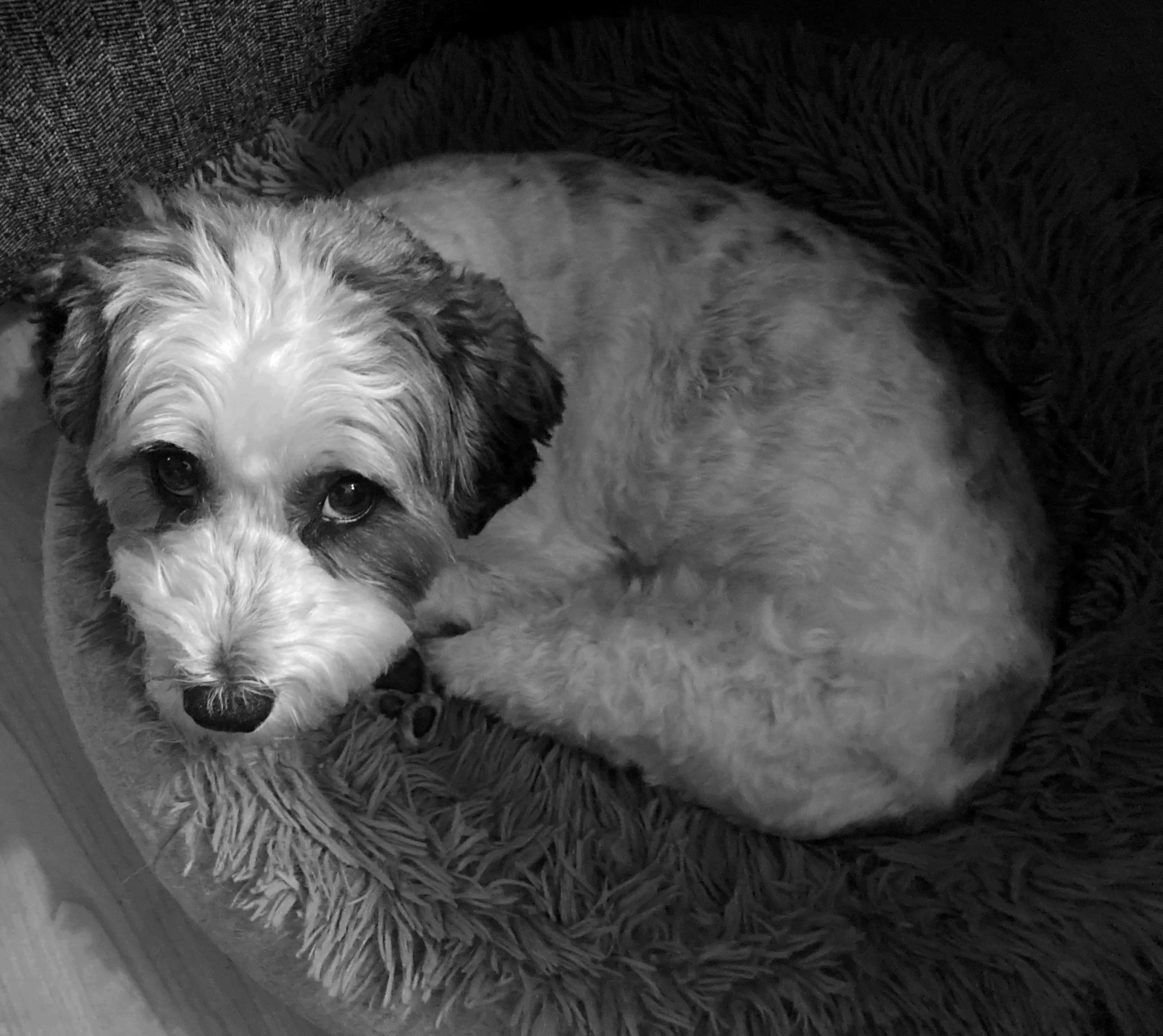 Black and white photo of Snowball, a 20lb Schnoodle, looking 'alert'